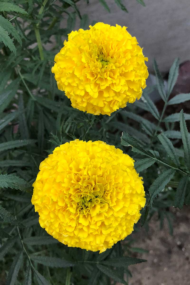 A close up vertical image of two bright yellow marigold flowers growing in the garden with foliage in soft focus in the background.