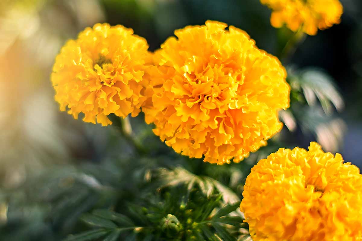 A close up horizontal image of bright yellow Tagetes erecta flowers growing in the garden pictured on a soft focus background.