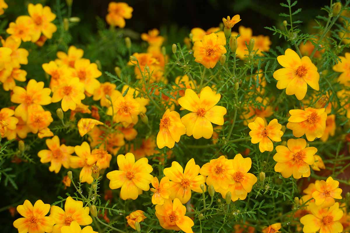 A close up horizontal image of pretty yellow signet marigolds growing in the garden.