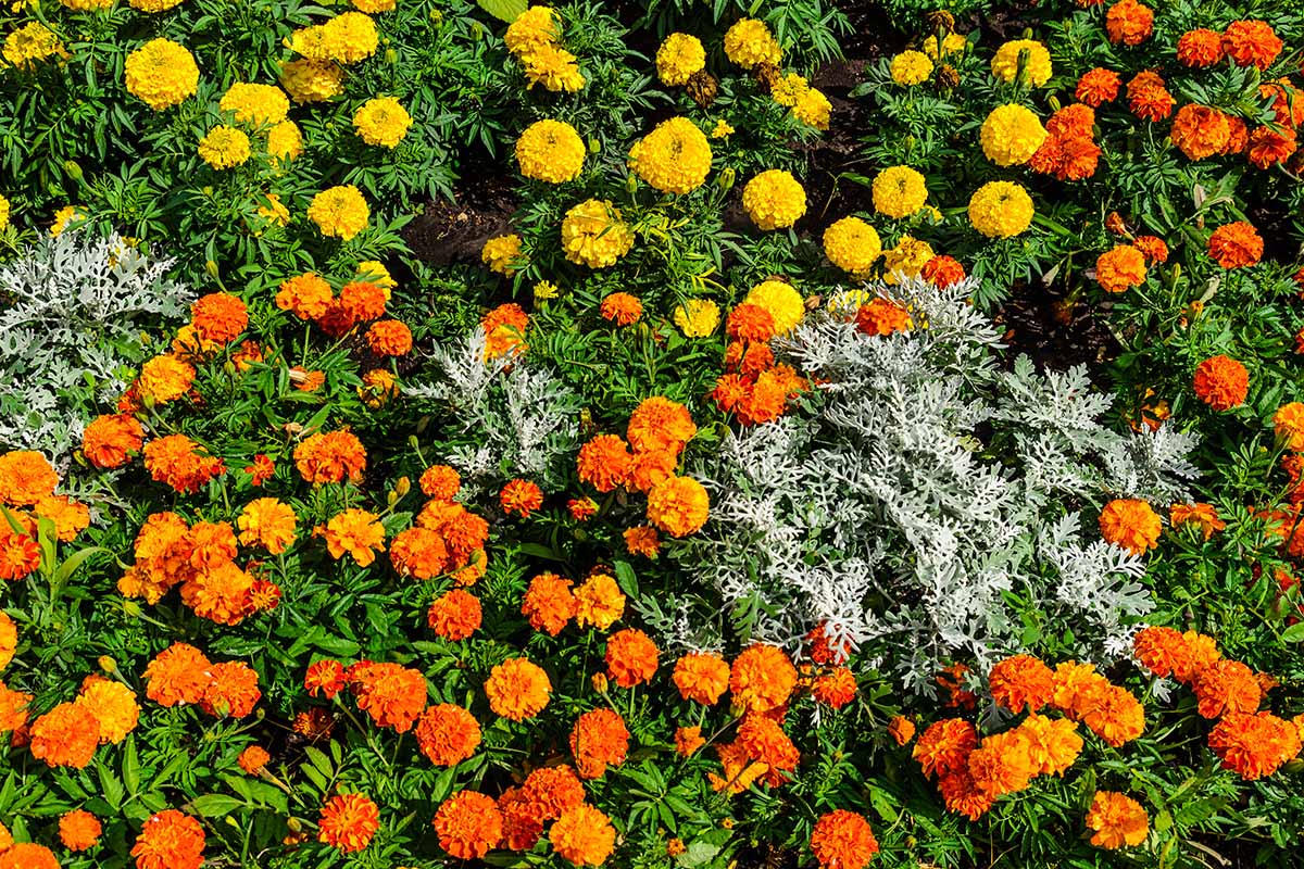 A horizontal image of yellow and orange marigold blooms growing with dusty miller.
