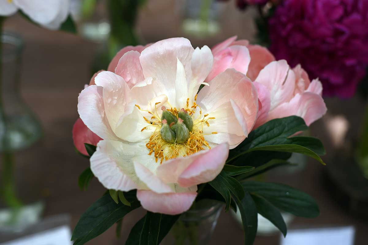 A close up horizontal image of 'Abalone Pearl' peony growing in the garden pictured on a soft focus background.