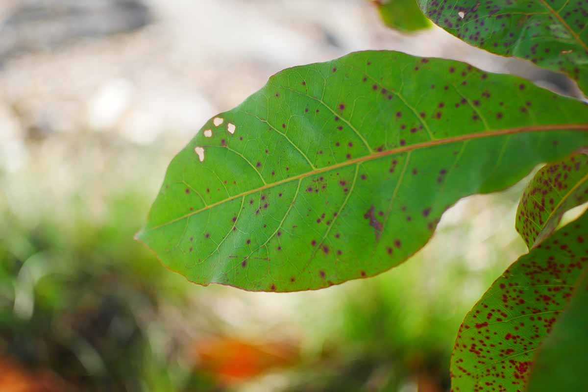 A horizontal close up of a leaf infected with algal leaf spot, pictured on a soft focus background.