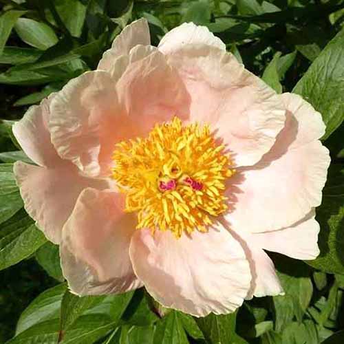 A close up square image of a single 'Apricot Whisper' peony flower growing in the garden pictured in bright sunshine.