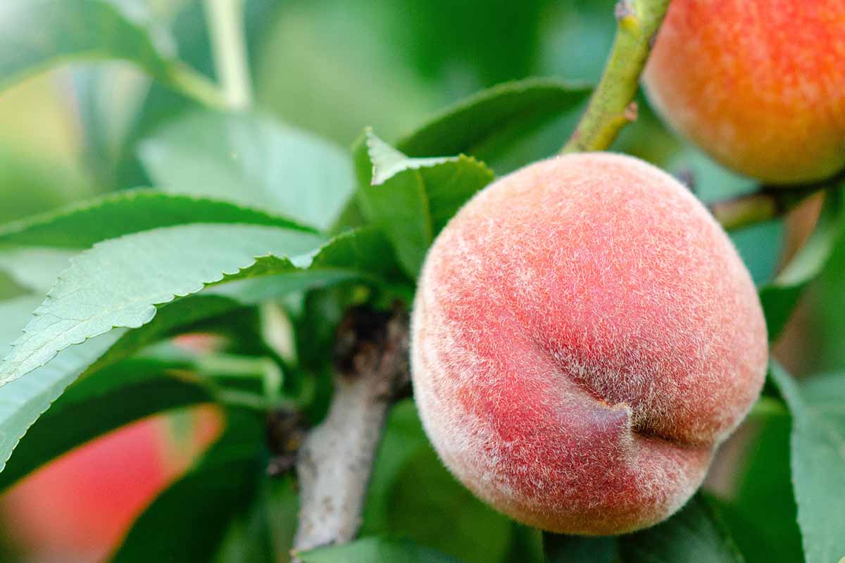 A close up horizontal image of the fuzzy skin of 'Arctic Supreme' peaches growing in the garden.