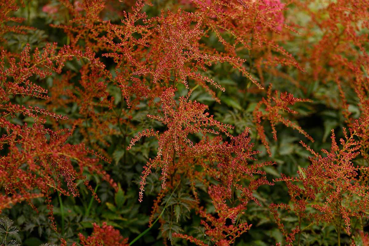 A close up horizontal image of the deep red flowers and seed heads of astilbe plants.
