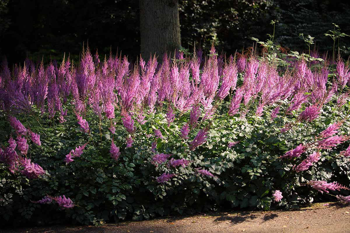 A horizontal image of light pink Chinese astilbe flowers growing underneath a tree in the garden.