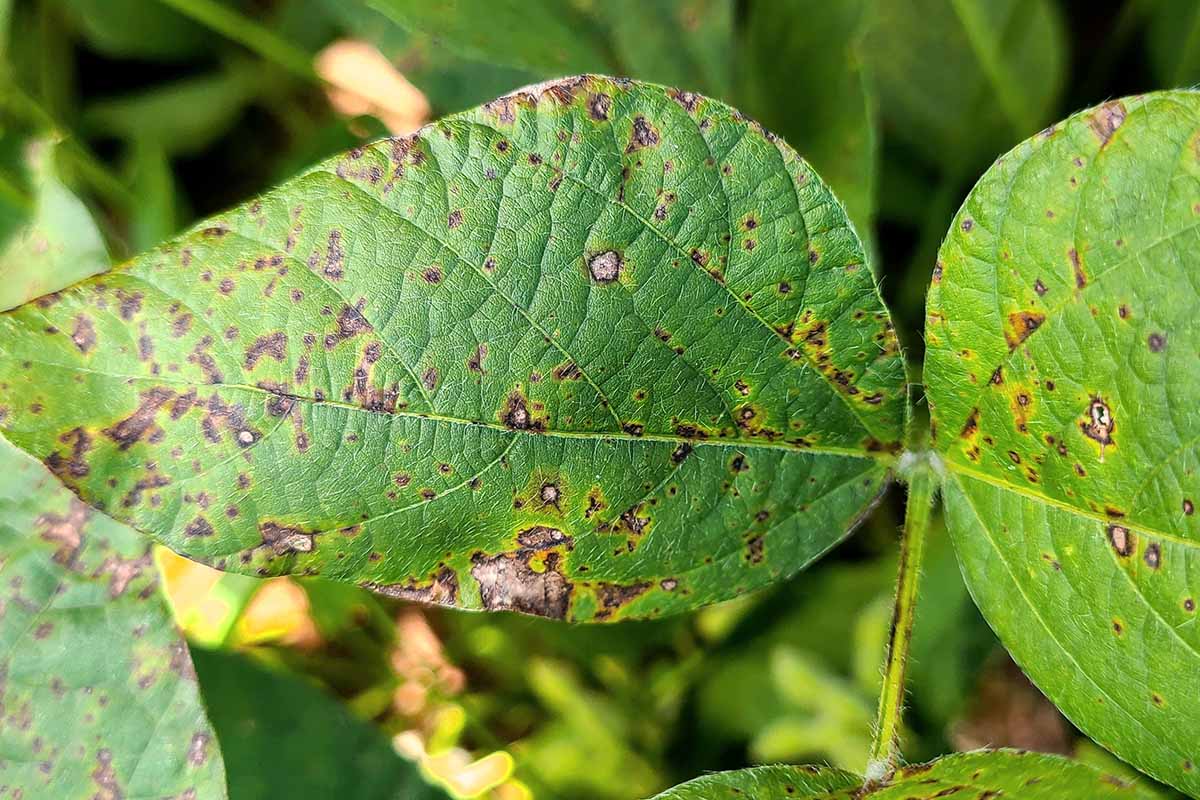A close up horizontal photo of bacterial blight disease on two leaves.