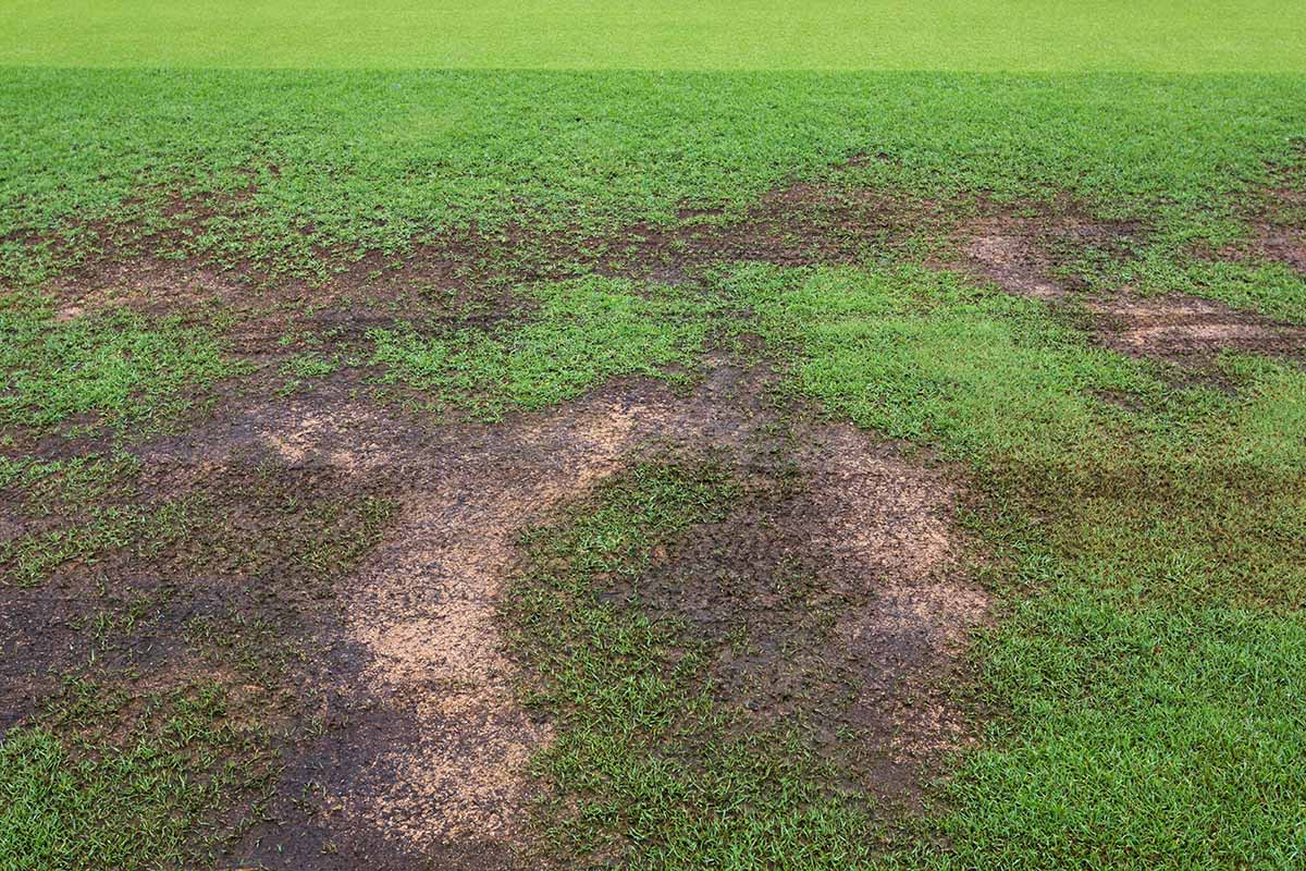 A horizontal image of brown, bare spots on the lawn.