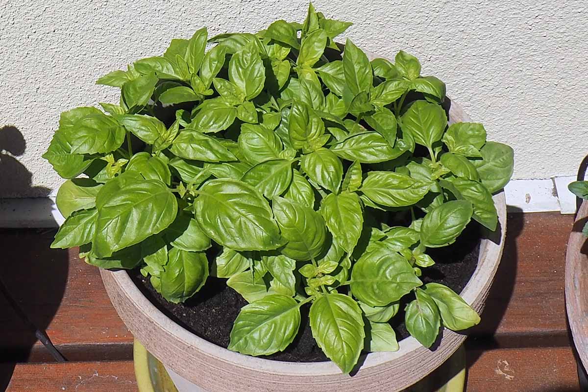 A horizontal photo of a large clump of basil growing in a white ceramic pot on an outdoor deck.