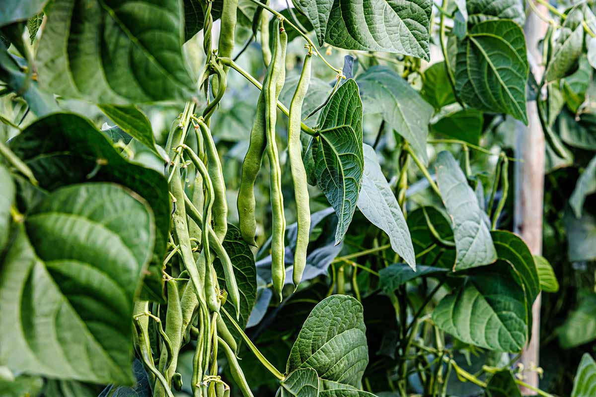 A close up horizontal image of long runner beans growing in the garden ready to harvest.