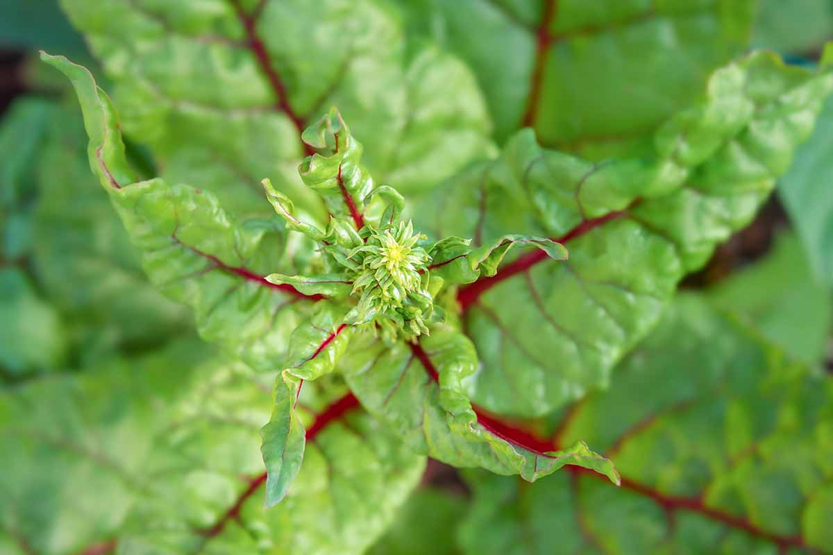 A close up horizontal image of the growing tip of a vegetable crop that has bolted and started to flower.