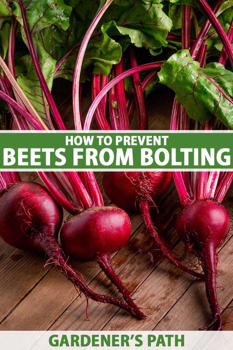 A close up vertical image of freshly harvested and cleaned beets set on a wooden surface. To the center and bottom of the frame is green and white printed text.