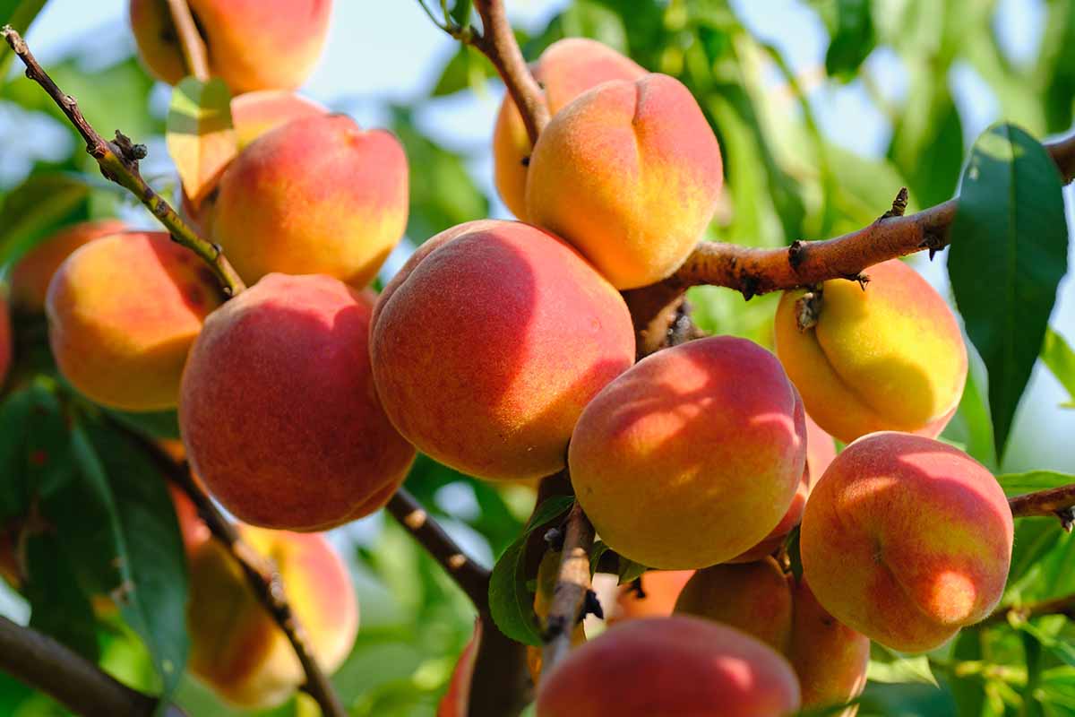 A close up horizontal image of ripe peaches growing in the garden pictured in light sunshine on a soft focus background.