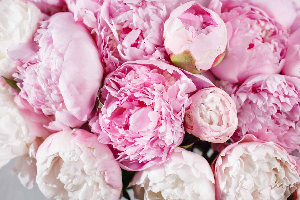 A close up horizontal image of pink peonies with dew drops on the petals.