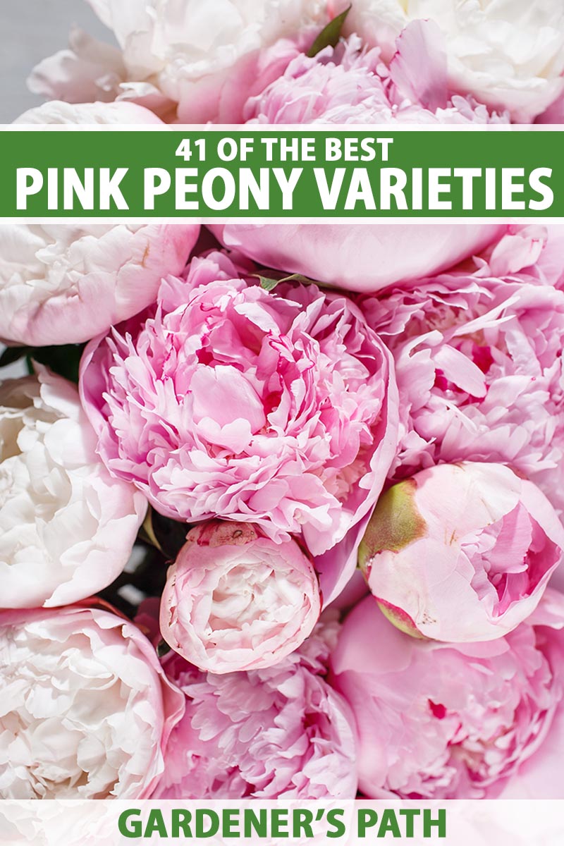 A close up vertical image of a bunch of pink peony flowers. To the top and bottom of the frame is green and white printed text.