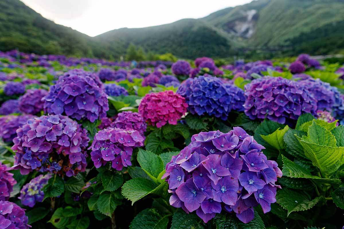 A horizontal image of a mass planting of blue, pink, and purple hydrangeas with a view of mountains in the background.