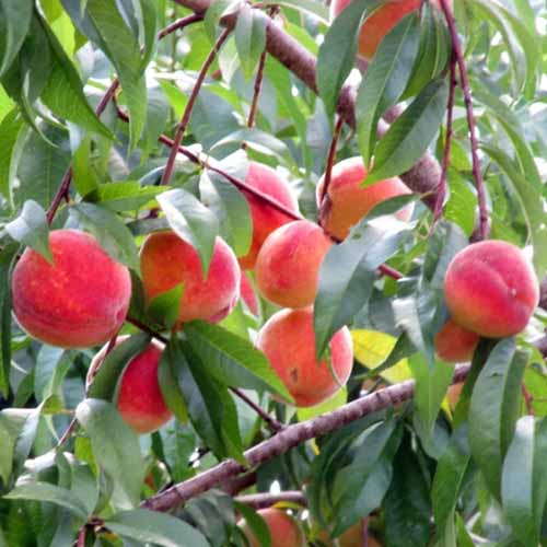 A close up square image of 'Bonanza' peach fruits growing in the garden, ripe and ready to harvest.