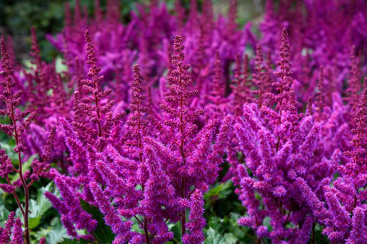 A close up horizontal image of bright purplish pink astilbe flowers growing in the garden.