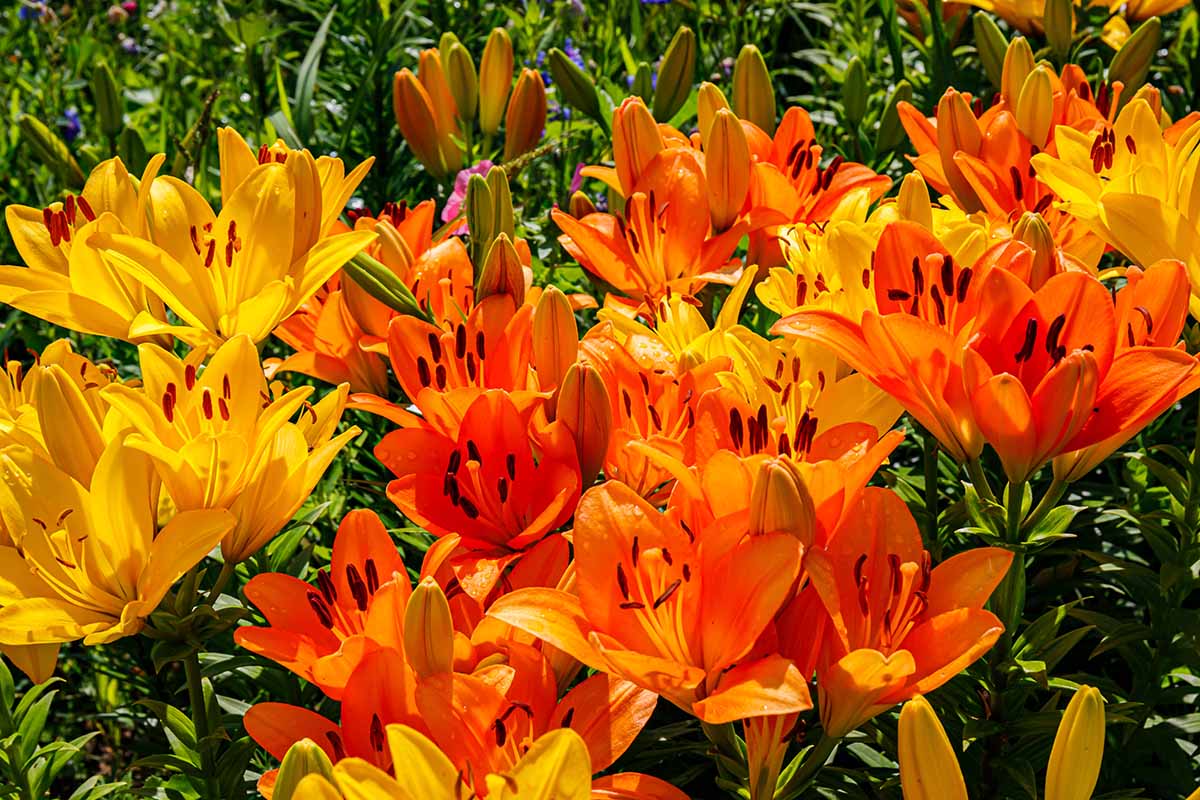 A close up horizontal image of orange and yellow lily flowers growing in a colorful garden pictured in bright sunshine.