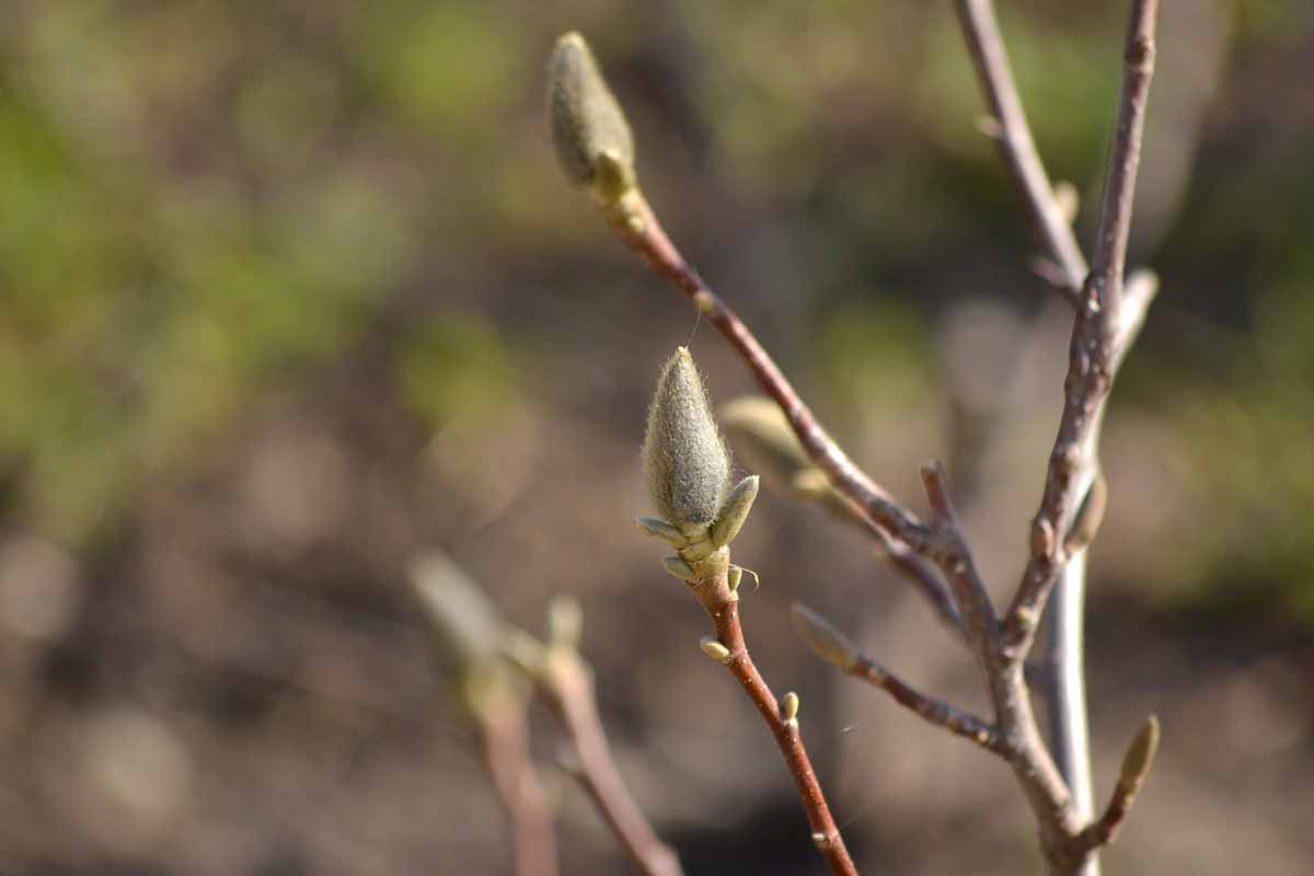 A close up horizontal image of buds in spring, pictured on a soft focus background.