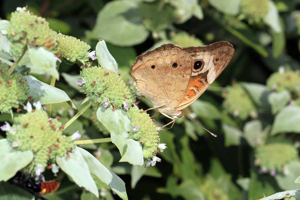 A close up horizontal image of a butterfly feeding from a mountain mint (Pycnanthemum) flower pictured in light sunshine on a soft focus background.