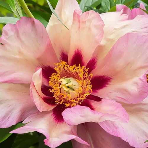 A close up of the center of 'Callies Memory' peony flower growing in the garden.