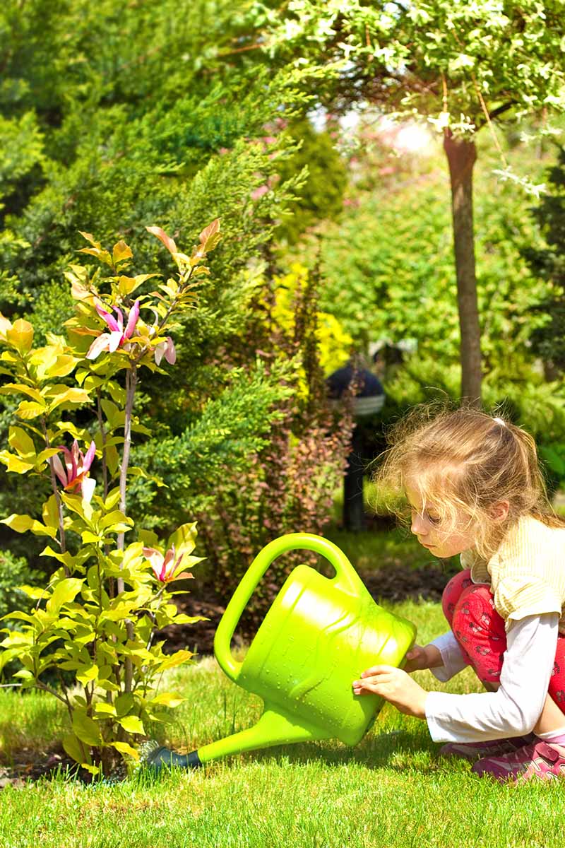 A vertical image of a young girl using a green watering can to water a small magnolia sapling on a sunny spring day.