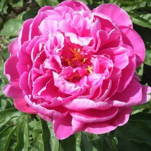 A close up square image of bright pink 'Cincinnati' peony pictured in bright sunshine on a soft focus background.
