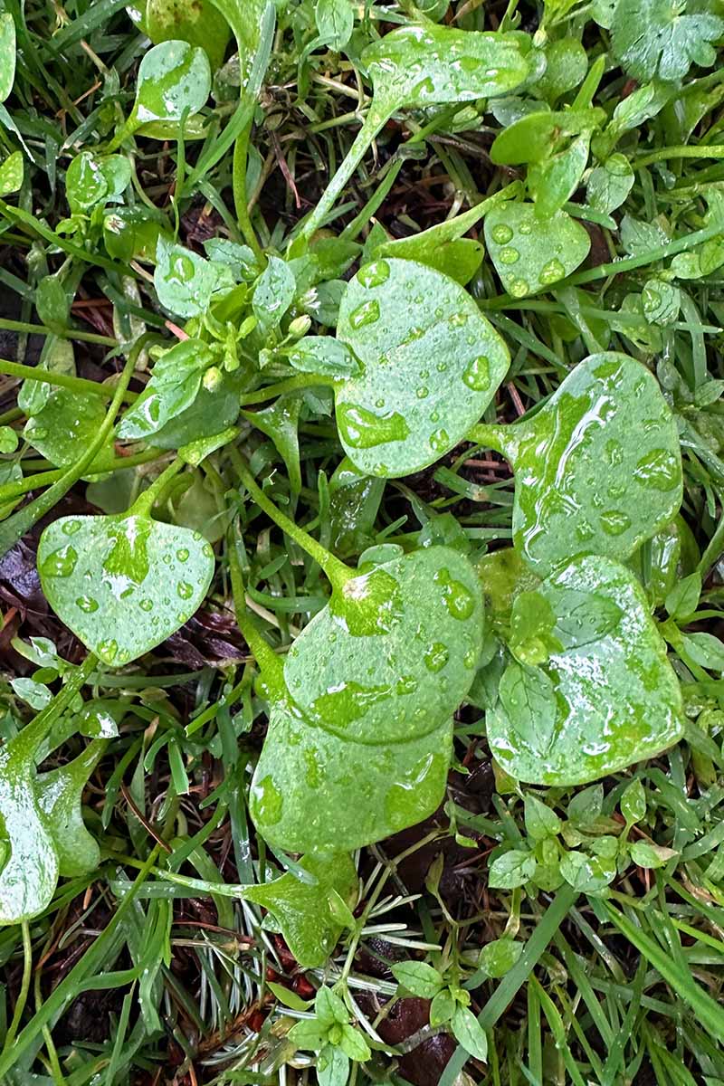 A vertical image of miner's lettuce growing wild with droplets of water on the leaves.