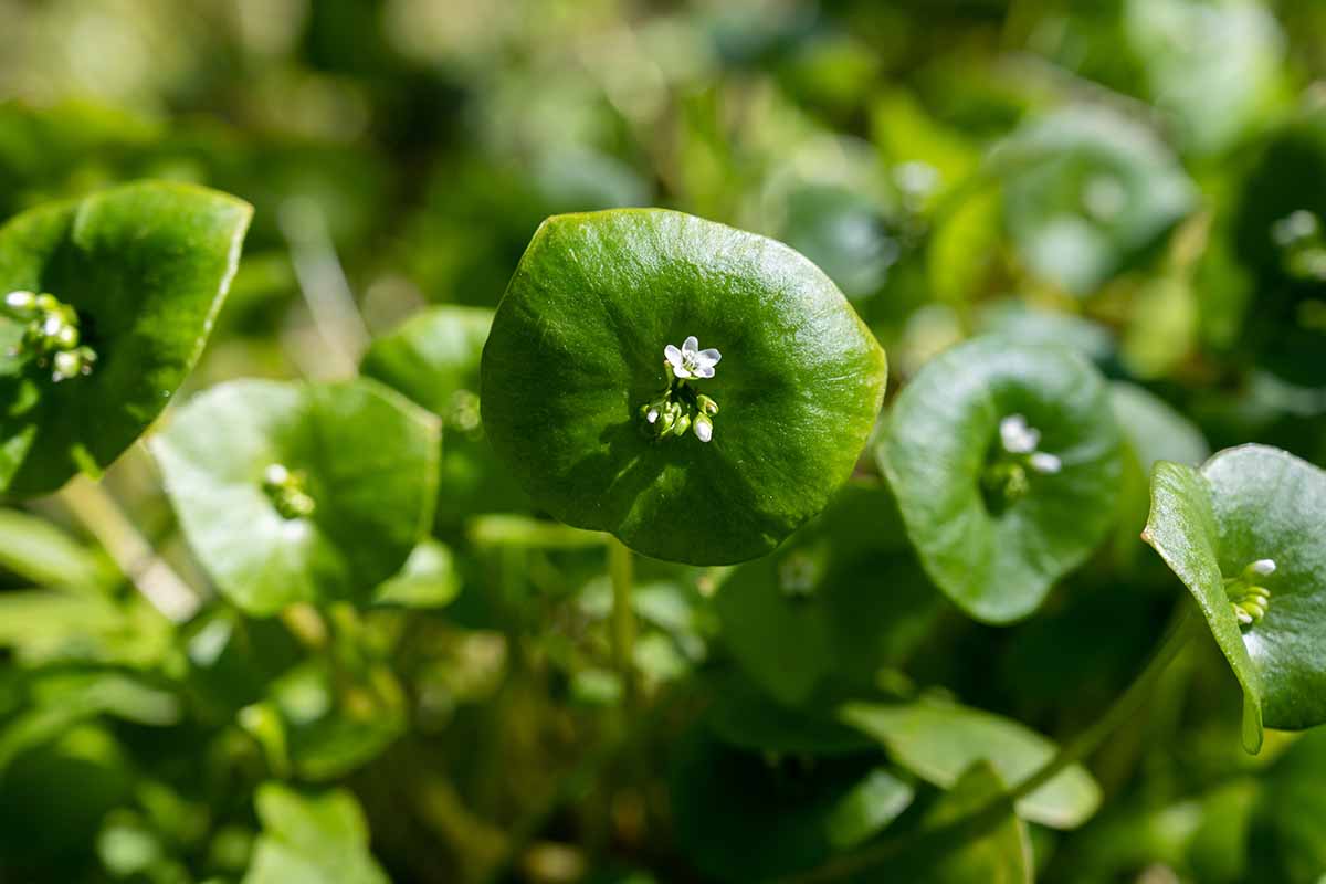 A close up horizontal image of miner's lettuce (Claytonia) in bloom in the spring garden.