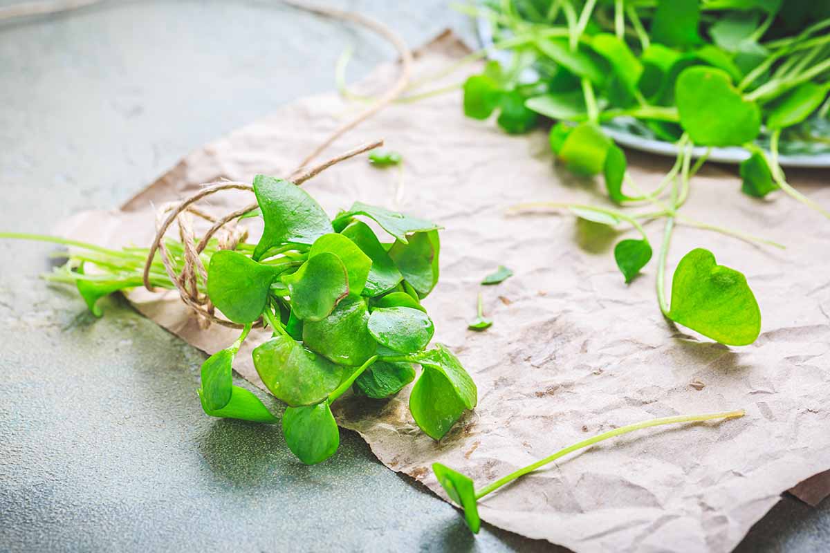 A close up horizontal image of freshly harvested winter purslane (Claytonia) set on a piece of paper on a gray surface.