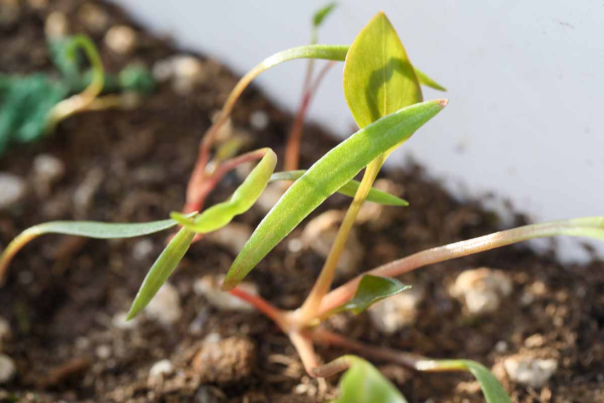 A horizontal image of tiny miner's lettuce seedlings growing in a container.