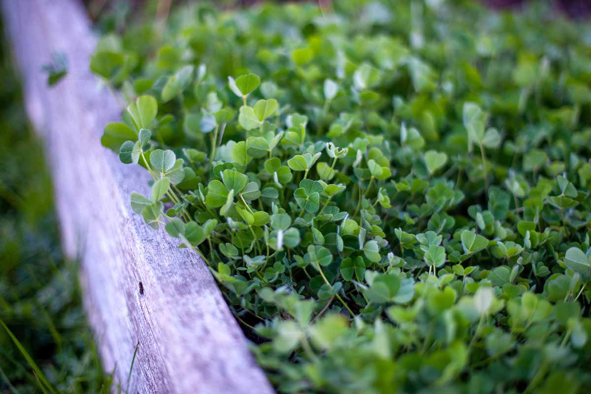 A close up horizontal image of clover growing as a cover crop in a raised bed garden.
