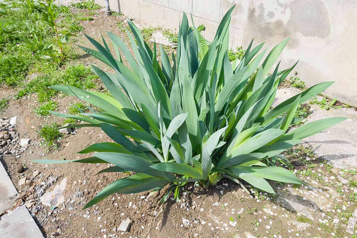A horizontal photo of a clump of iris foliage growing in a sandy garden bed.