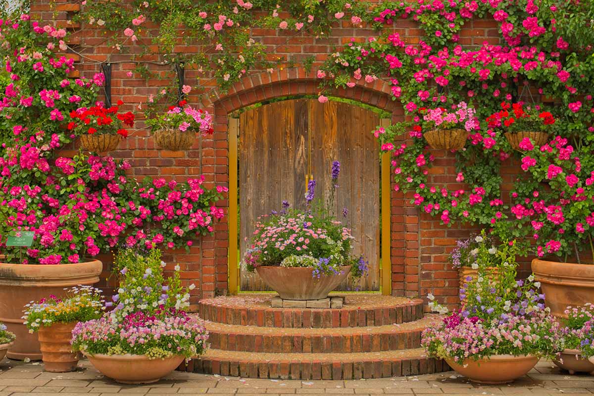 A horizontal image of a formal courtyard garden with lots of colorful flowers growing in pots and trained up a brick wall.