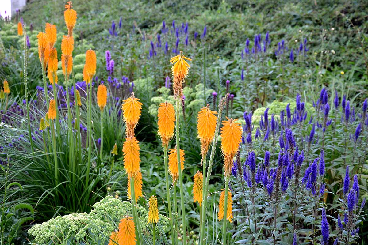 A horizontal image of blue and orange flowers growing in a meadow.
