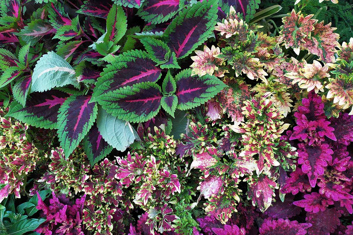 A horizontal image of different types of colorful coleus growing in the garden.