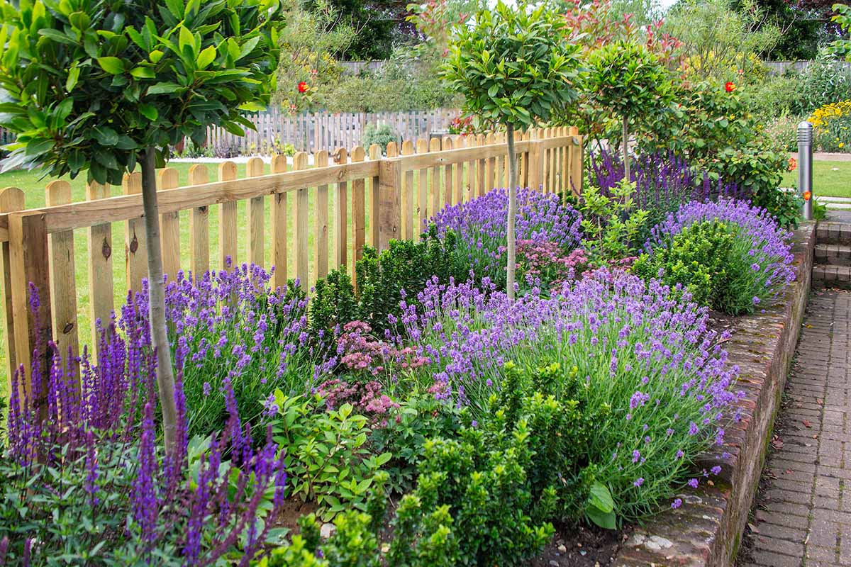 A horizontal image of a formal garden border beside a pathway and a wooden fence with lavender and salvia in full bloom.