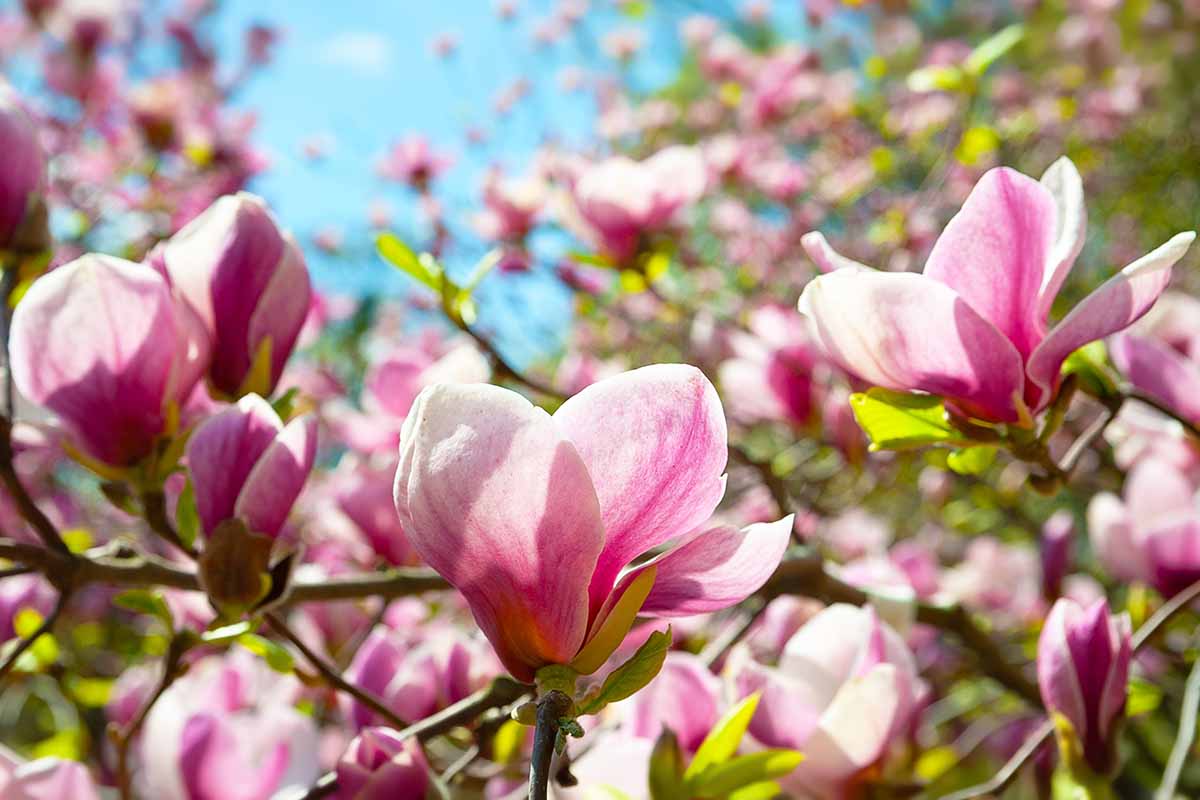 A horizontal photo of a magnolia tree branch covered in pink blooms.