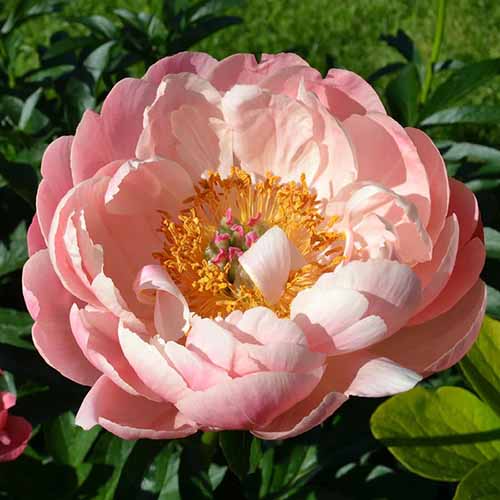 A square image of 'Coral Charm' peony flower pictured in bright sunshine with foliage in soft focus in the background.