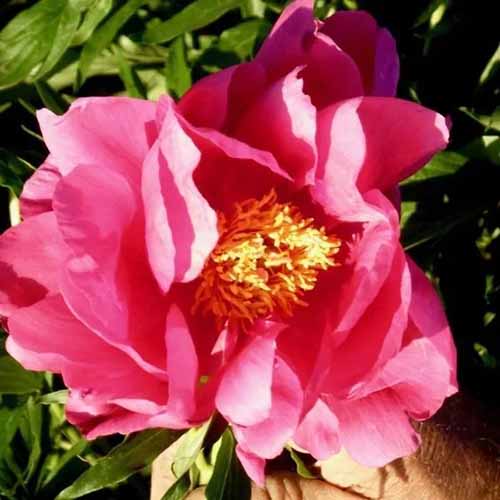 A close up square image of a single 'Coral Fay' peony flower pictured in bright sunshine.