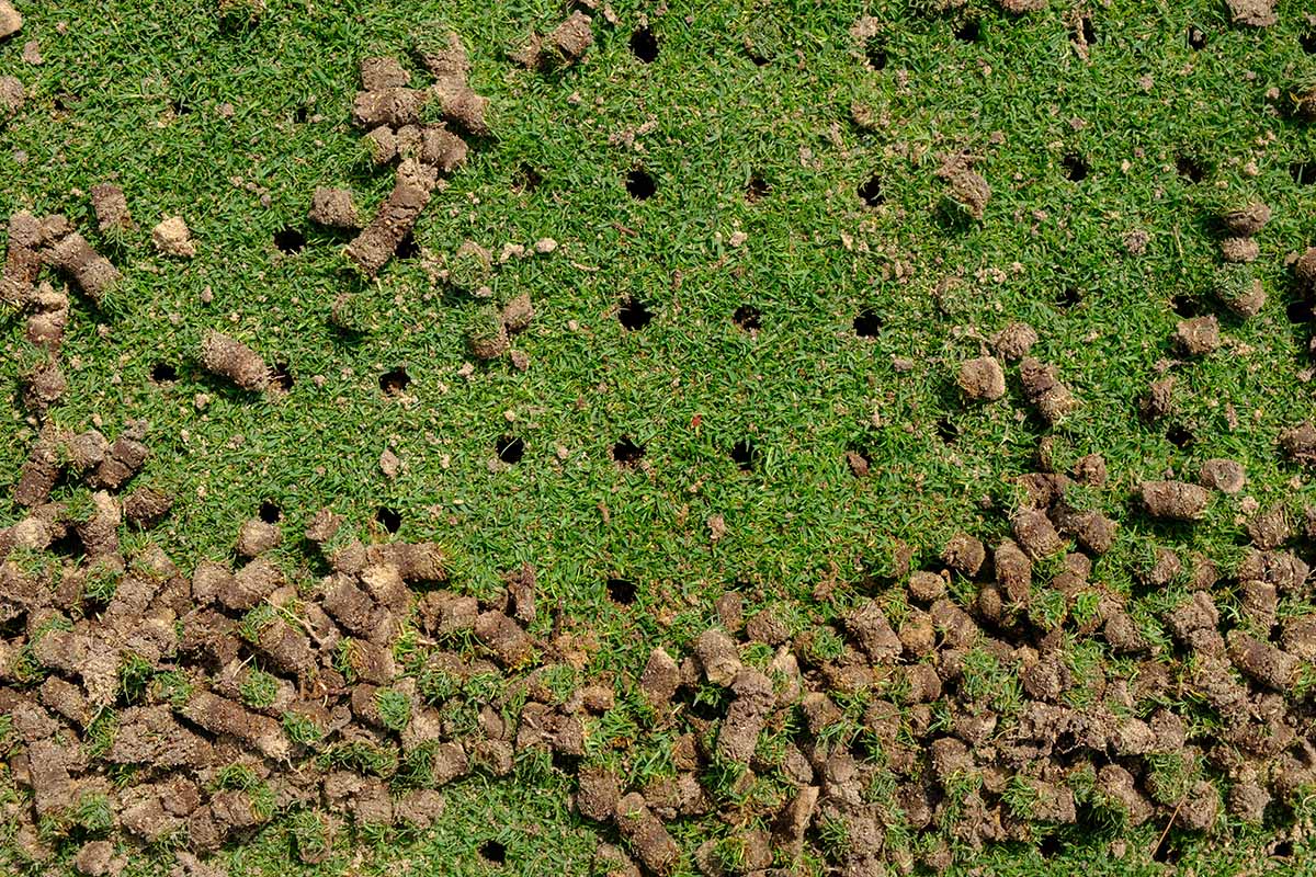 A close up horizontal image of clods of soil on a sports pitch after core aeration.