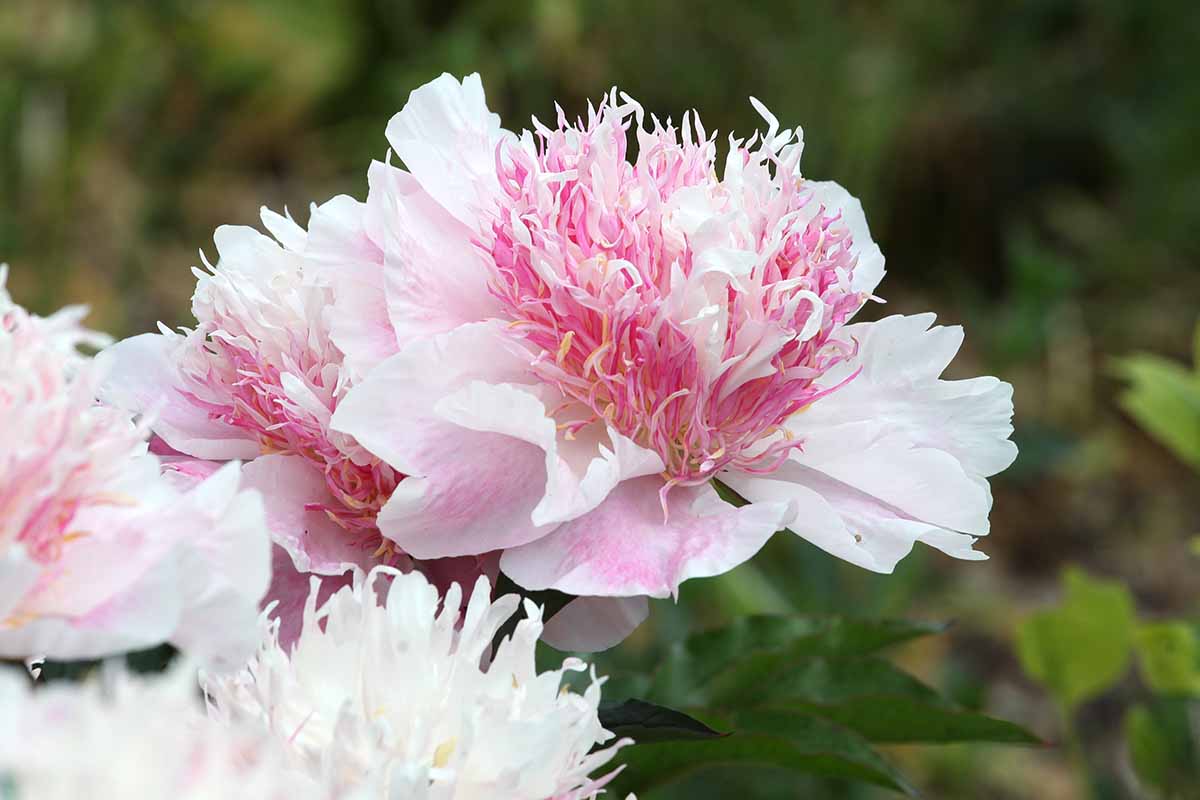 A horizontal image of light pink 'Do Tell' peony flowers growing in the garden pictured on a soft focus background.