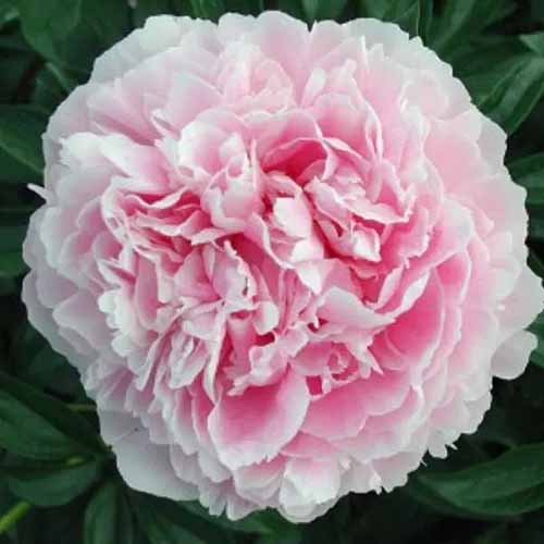 A square image of a single 'Dr Alexander Fleming' peony flower in light pink and white, pictured on a dark background.