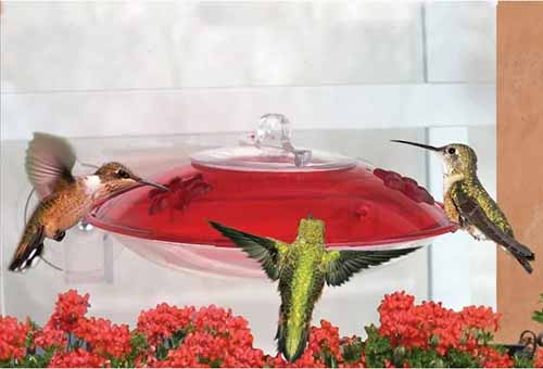A close up horizontal image of a Droll Yankees hummingbird feeder by a window.