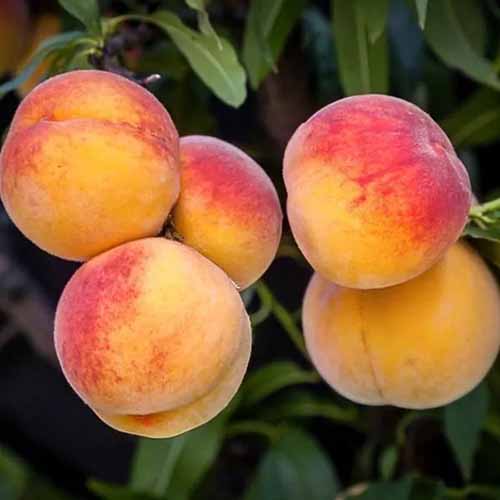 A square image of 'Elberta' peaches growing in the garden pictured on a soft focus background.