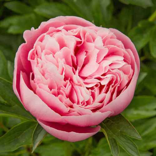 A square image of a pink 'Etched Salmon' peony bloom pictured on a soft focus background.