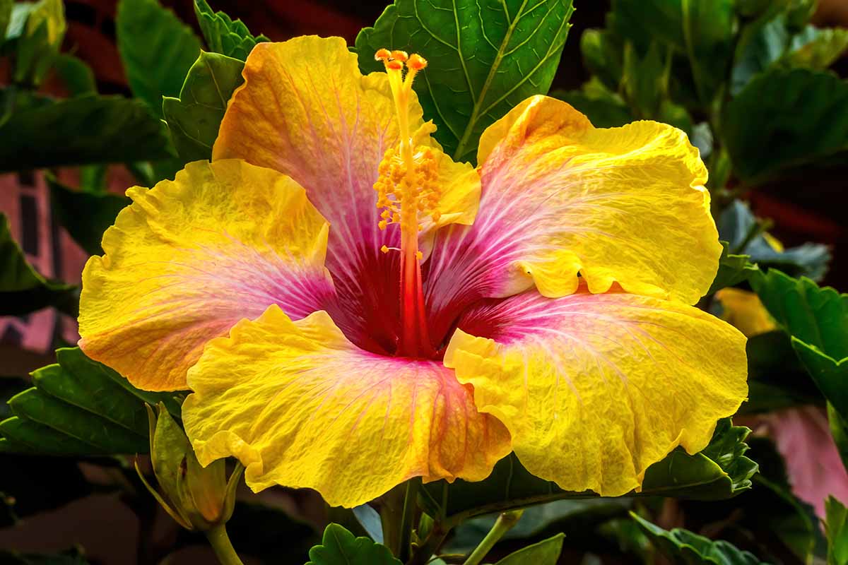 A close up horizontal image of a colorful 'Eye of Kali' tropical hibiscus flower pictured in the garden on a soft focus background.