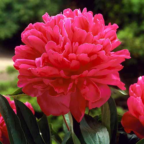 A square image of a bright pink 'Felix Crousse' peonies growing in the garden pictured on a soft focus background.