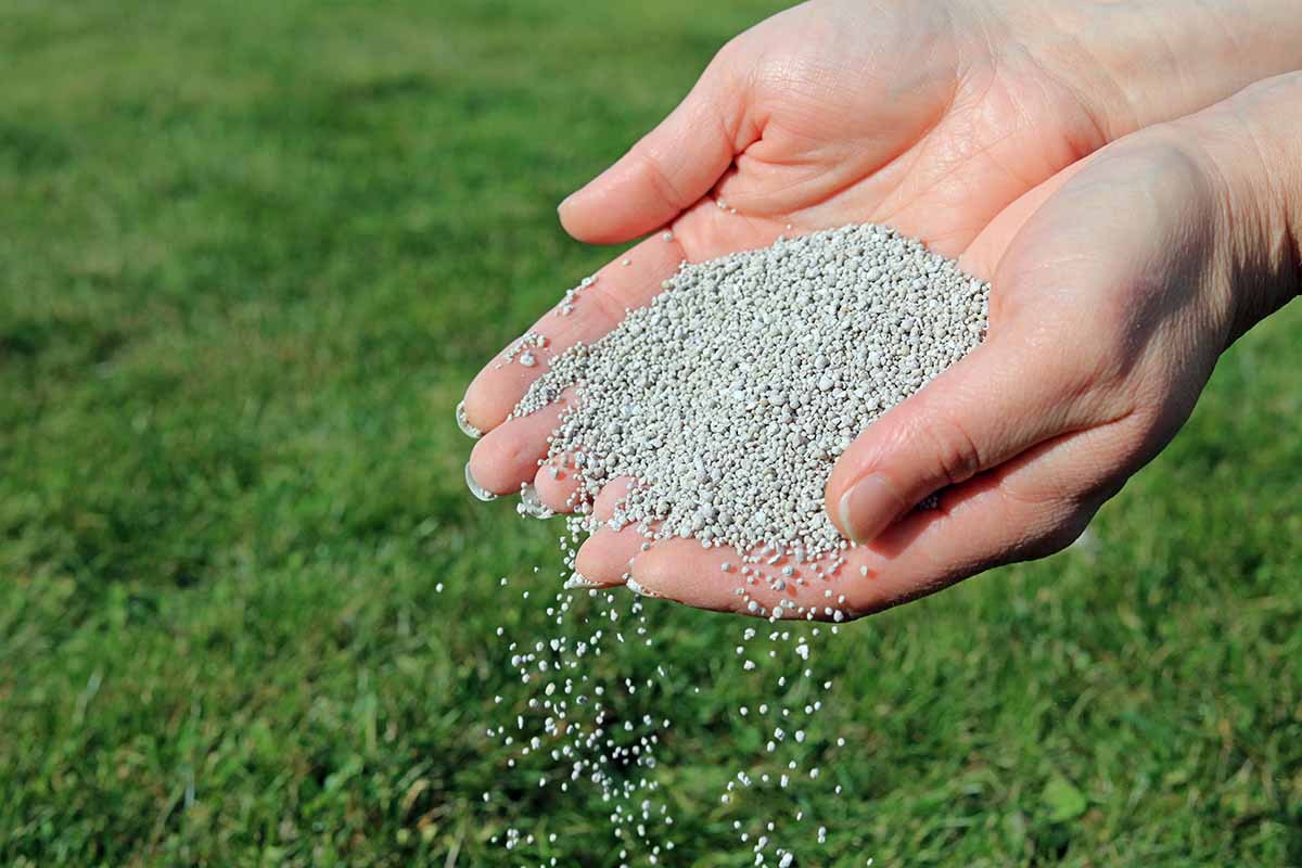 A close up horizontal image of two hands from the right of the frame sprinkling fertilizer granules onto the garden.